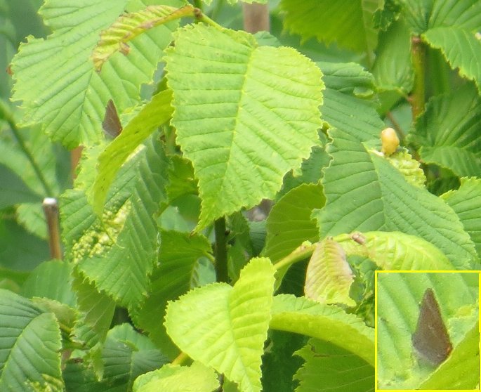 White-letter hairstreak butterfly on elm