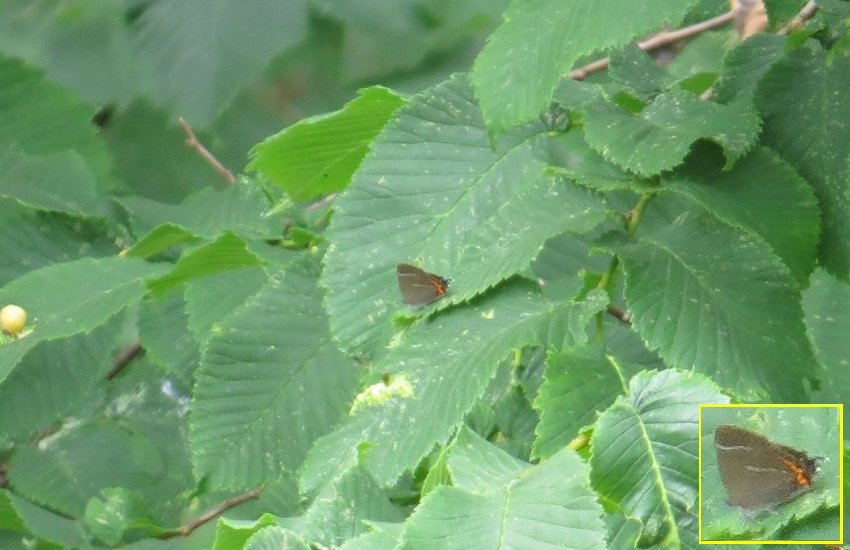 White-letter hairstreak butterfly on elm