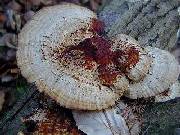 Bracket fungus