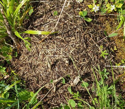Northern hairy wood ant nest