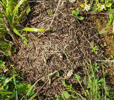 Northern hairy wood ant nest