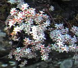 Stonecrop, white
