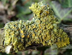 Xanthoria parietina