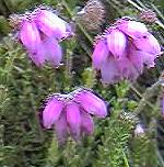 Cross Leaved Heath