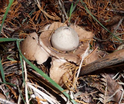 Earthstar Geastrum triplex