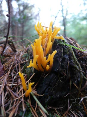 Calocera viscosa