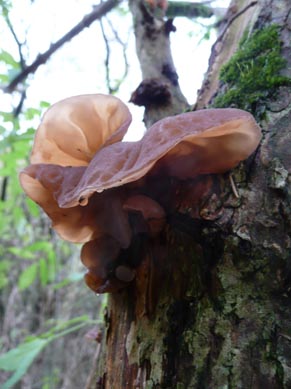 Jew's ear Auricularia auricula-judae