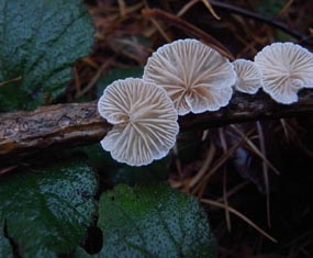 Crepidotus variabilis Variable oysterling