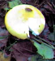 Yellow Russula