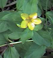 Yellow pimpernel