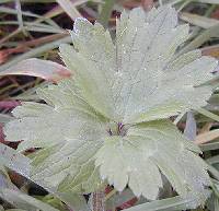 quiz picture