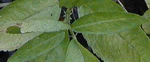 quiz picture