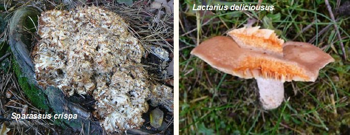 Sparassis crispa and Lactarius deliciosus