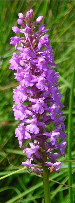 fragrant orchid Gymnadenia conopsea subsp. densiflora