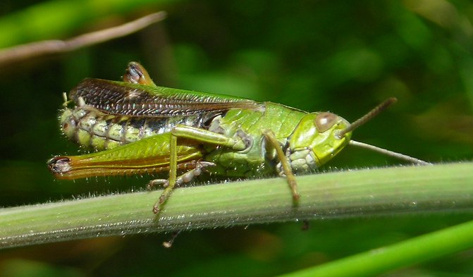 grasshopper