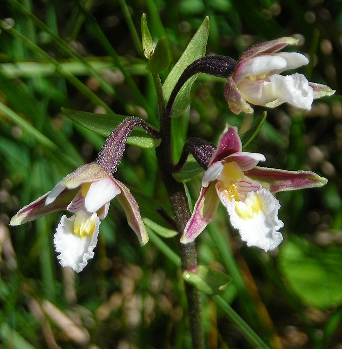 Marsh helleborine Epipactis palustris