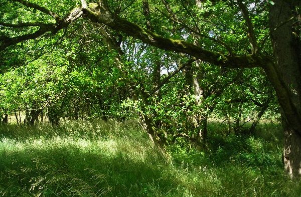 alder coppice