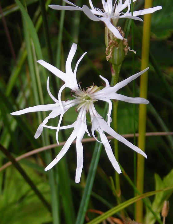 white ragged robin Lychnis flos-cuculi