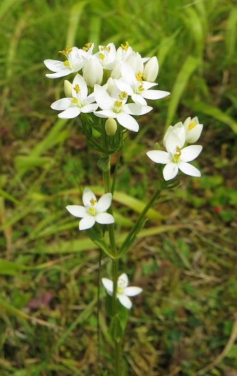 common centaury (white)