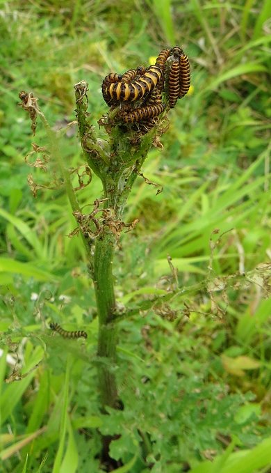 cinnabar moth larvae