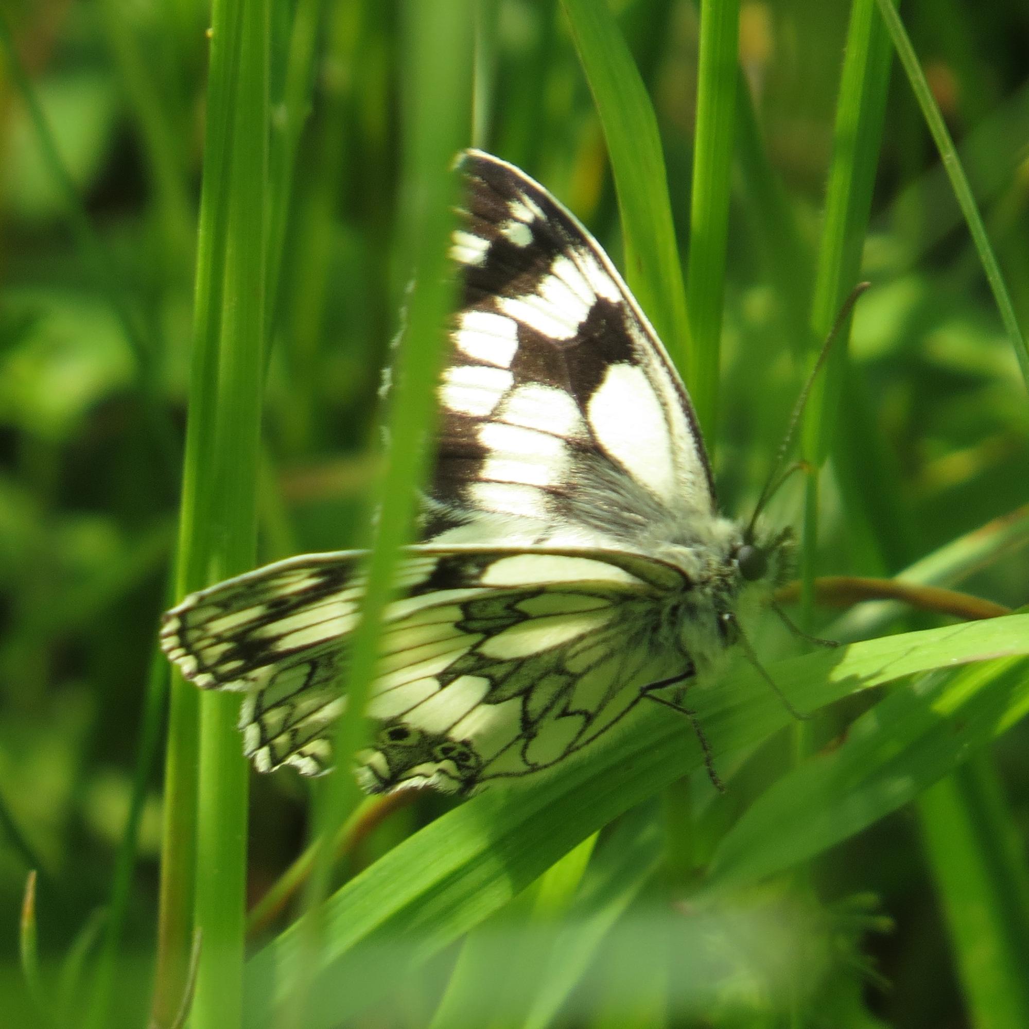 Ryedale Natural History Society Articles - Spaunton Quarry