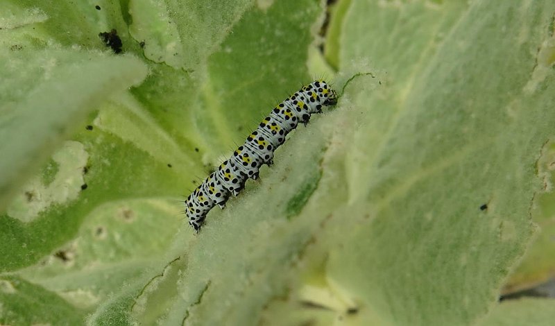 mullein moth larva