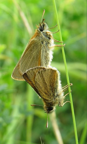 small skipper butterflies coupled