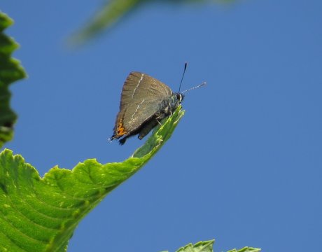 white letter hairstreak butterfly on elm