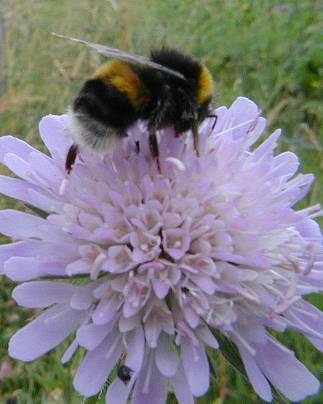Bombus lucorum on scabious