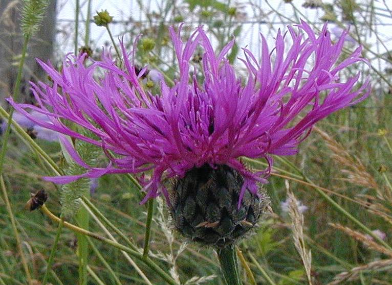 Greater Knapweed